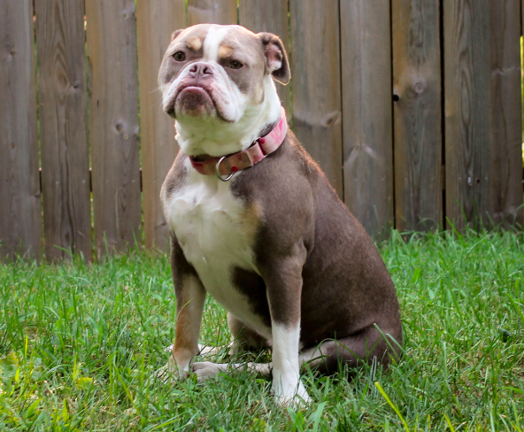 adoptable Dog in Minneapolis, MN named Cider