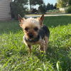 Jimmy Dean