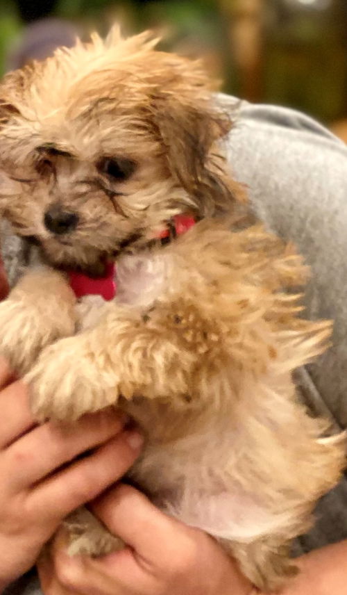 Wicket