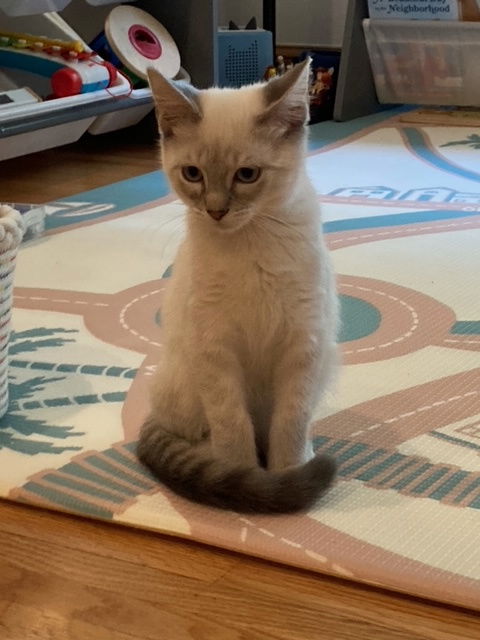 Koko
