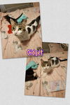 Gidget