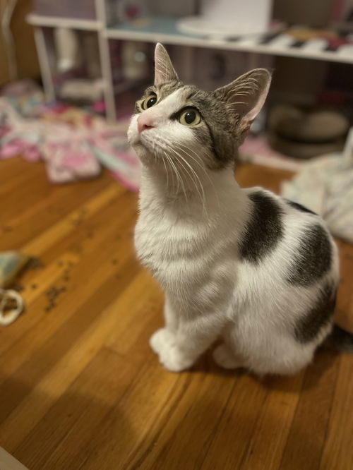 Gidget