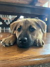 Ezekiel (updated fee, bio, pics, vetting)