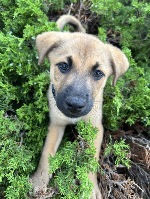 Ezekiel (updated fee, bio, pics, vetting)