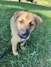 Ezekiel (updated fee, bio, pics, vetting)