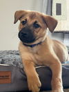 Ezekiel (updated fee, bio, pics, vetting)