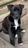 Maggie Joe