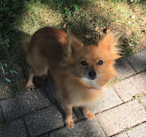 GiGi
