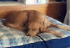 Sadie