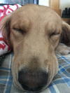 Sadie