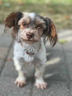 Elvis