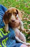 Hazel