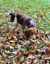 Hazel