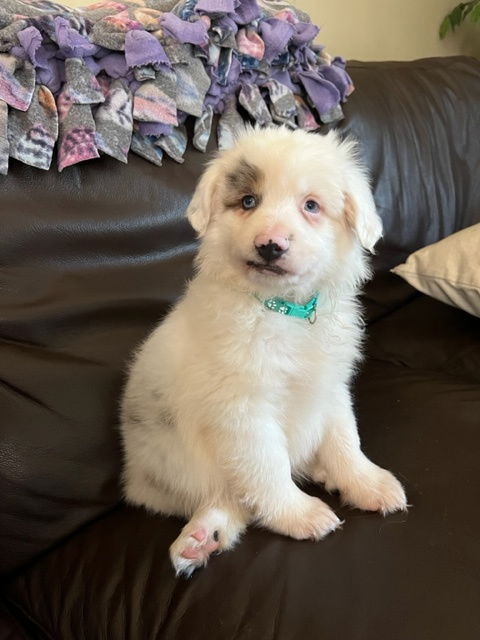 Olaf