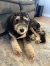 Paul Anka