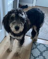 Paul Anka