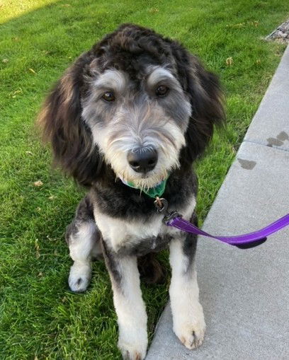 Paul Anka