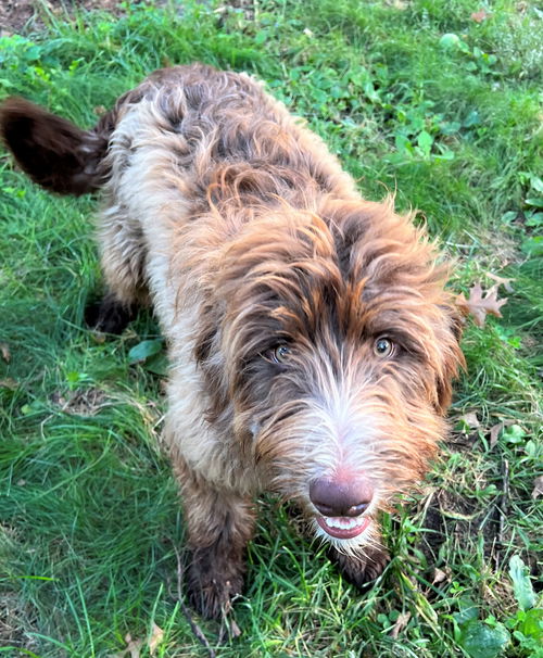 Alf