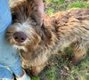 Alf
