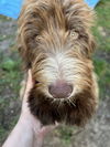 Alf