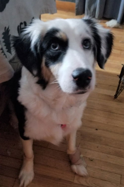 Zola