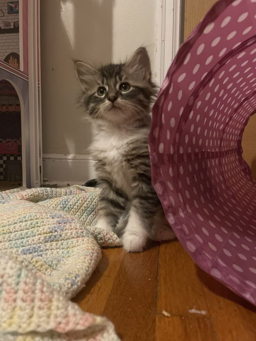 Lily