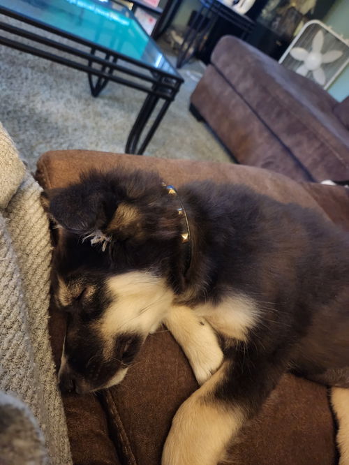 Kit Kat