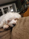 Lucy