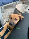 Falicity