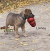 Lainey