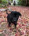 Libby