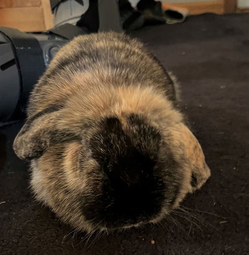 Cheeto
