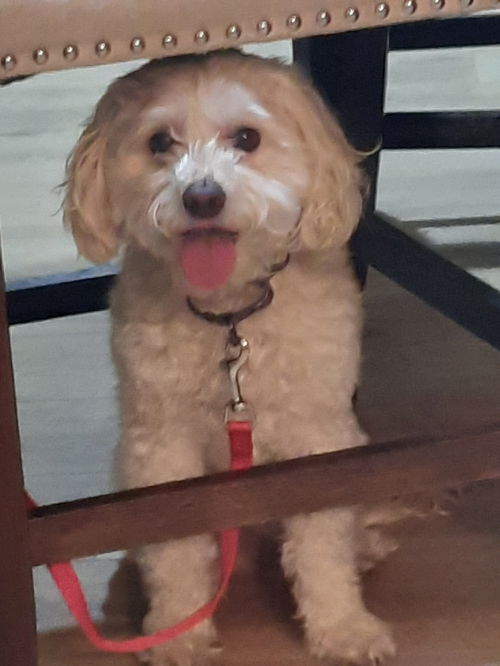 Ollie
