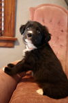 Tailwagger