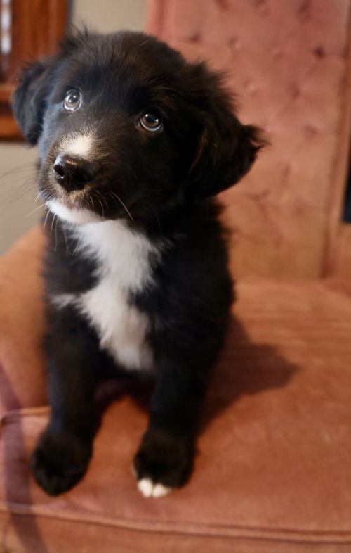 Tailwagger