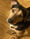 Roscoe