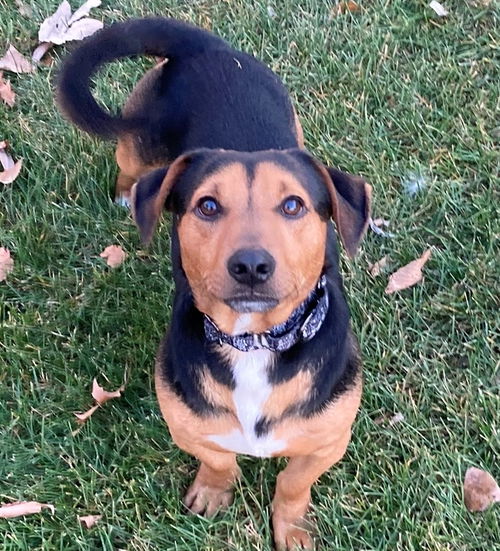 Roscoe