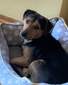 Roscoe
