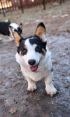 Koby