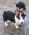Koby