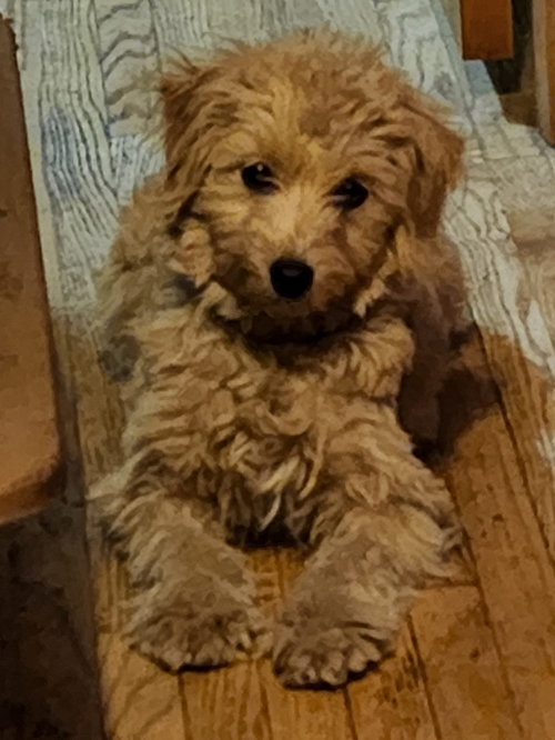 Olive