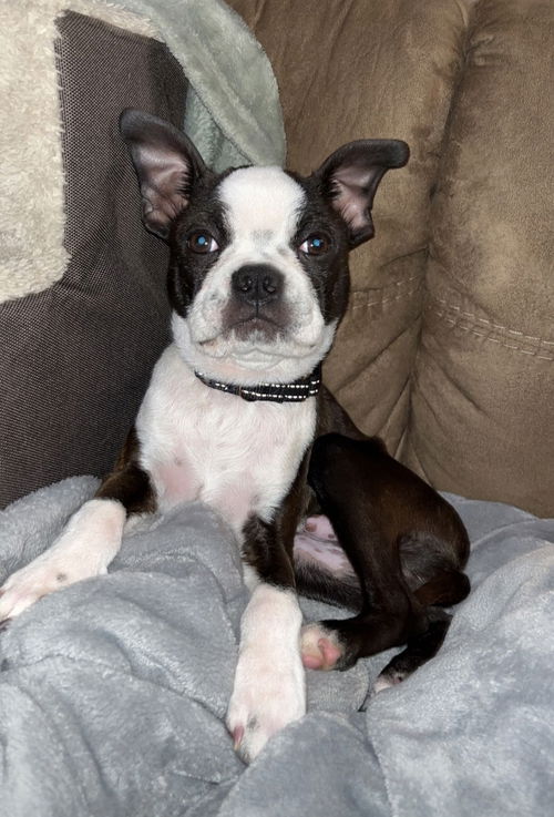 Little Duke