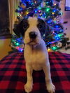Candy Cane