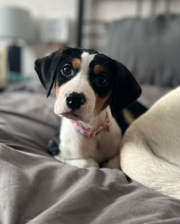 Holly