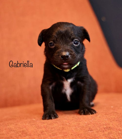 Gabriella