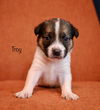 Troy