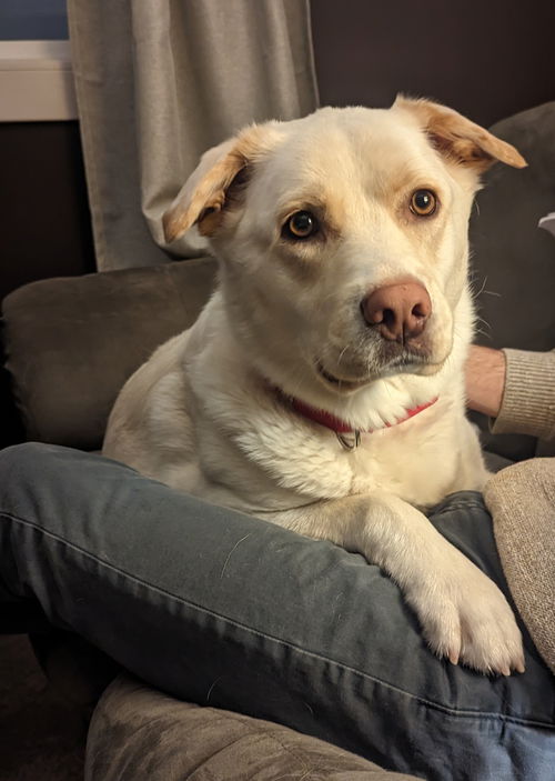 Bella