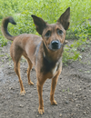 adoptable Dog in minneapolis, MN named Tulane