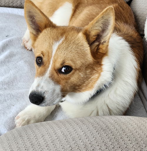 Marvin