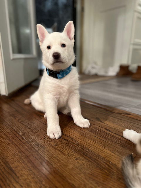 Olaf